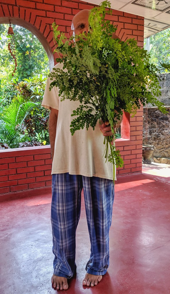Fresh moringa for leaf powder