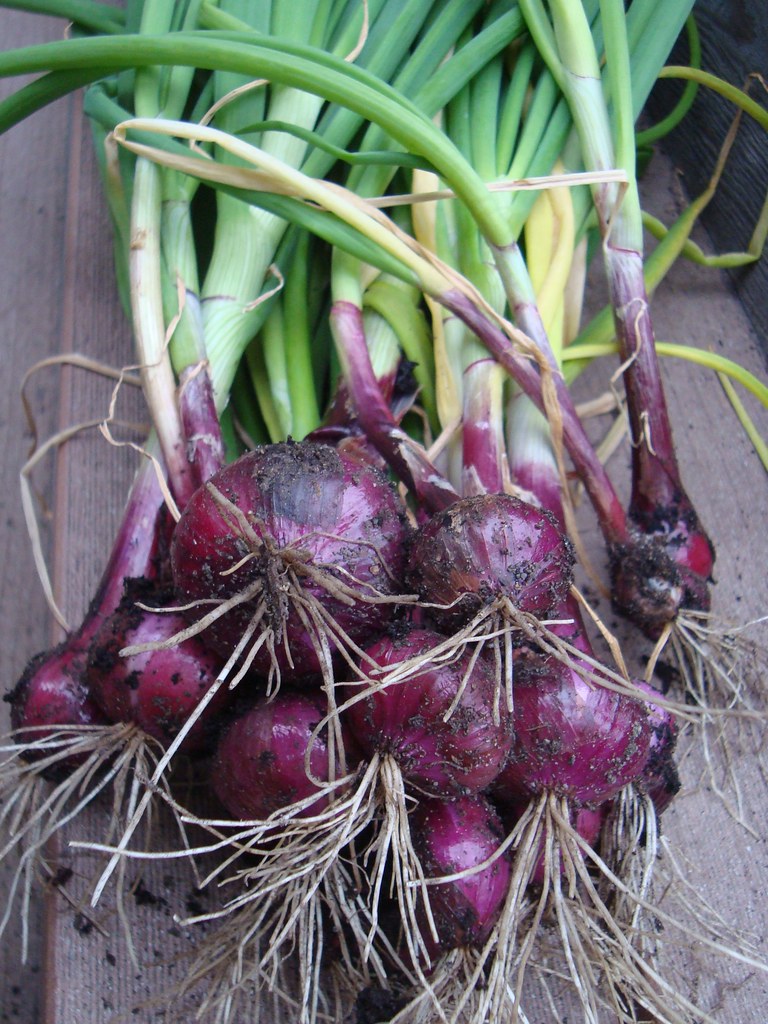 Fresh Indian red onions
